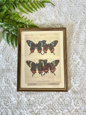 Vintage Framed Butterfly Decor 8.5” x 11”